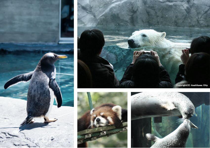 Asahiyama Zoo